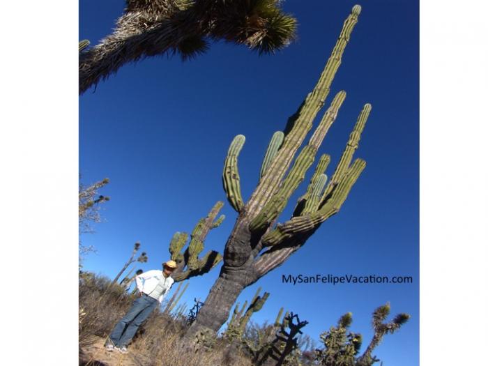 Road Trip from San Felipe to the Valley of the Giants